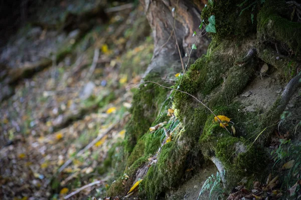 Cracked Bark Old Tree Overgrown Green Moss Autumn Forest Selective — Stock Photo, Image