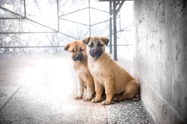 Cins Yavru Önünde Oturan Görünümü Karışık Balkon Katta Oturan Iki — Stok fotoğraf