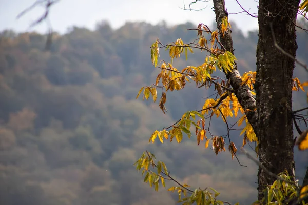 Waldbäume Herbst Landschaft Mit Warmen Lichtstrahlen Azerbaijan Selektiver Fokus — Stockfoto