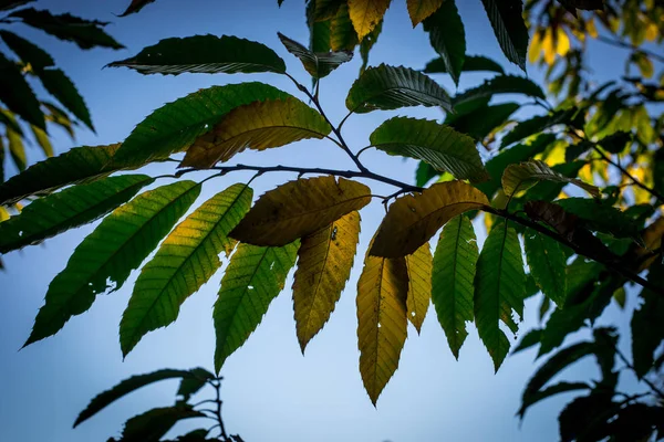 Δασικά Δέντρα Φθινόπωρο Τοπίο Ακτίνες Του Θερμό Φως Αζερμπαϊτζάν Επιλεκτική — Φωτογραφία Αρχείου