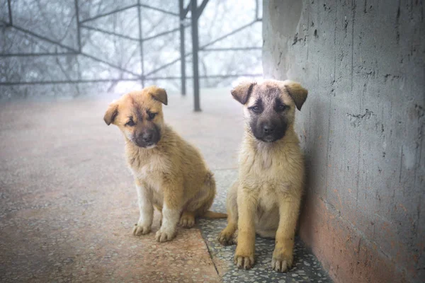 Dos Cachorros Raza Mixta Sentados Delante Dos Perritos Amarillos Sentados — Foto de Stock