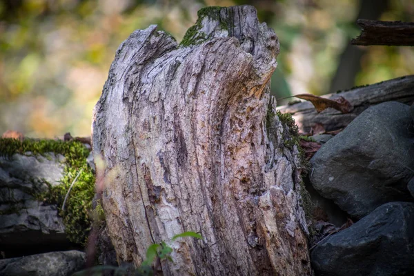 Cracked Bark Old Tree Overgrown Green Moss Autumn Forest Selective — Stock Photo, Image