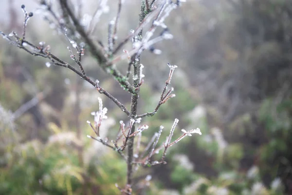 Ramo Coberto Gelo Frio Geada Branca Inverno Primeiras Geadas Tempo — Fotografia de Stock