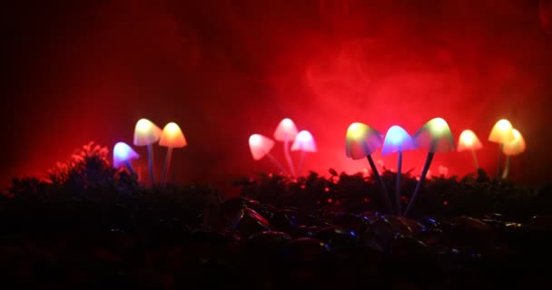 Glowing Mushrooms Mystery Dark Forest Close Beautiful Macro Shot Magic — Stock Video