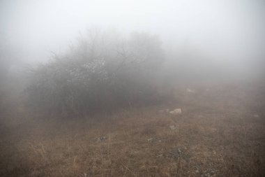 Yere sonbahar yaprakları ile bir gizemli kış ormanı hill veya iz ormandaki güzel sis ile manzara. Yol bir kış ormanı.