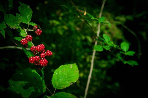 Wild Zwarte Rode Bessen Groeien Bush Onder Zon Van Azerbeidzjan — Stockfoto