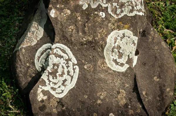 Muschio Lichene Crescono Una Pietra Macro Sfondo Pietra Muschio Lichen — Foto Stock