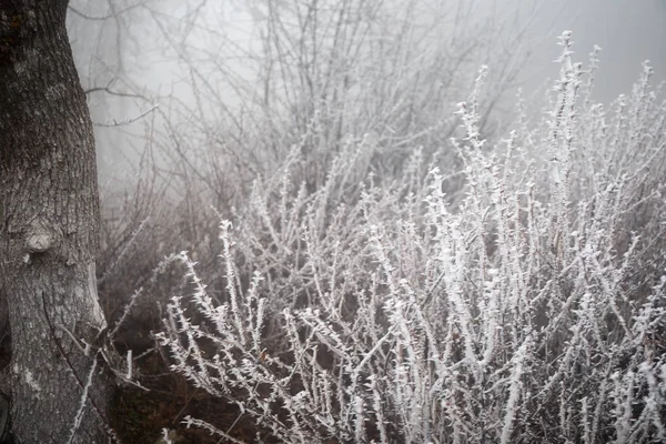 Gren Täckt Kall Vit Frost Vintern Första Frosten Kallt Väder — Stockfoto