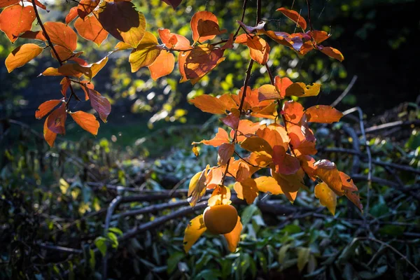 Scena Autunnale Bellissimo Parco Autunnale Partenza Sentiero Forestale Autunno Focus — Foto Stock