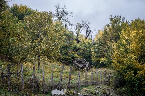 Lesní Stromy Podzim Krajina Paprsky Teplého Světla Ázerbájdžán Selektivní Fokus — Stock fotografie