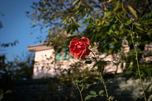 花园里有一束红玫瑰 闭上你的嘴选择性对焦 — 图库照片