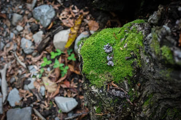 Casca Rachada Árvore Velha Coberto Com Musgo Verde Floresta Outono — Fotografia de Stock