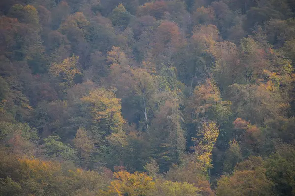 Alberi Forestali Autunno Paesaggio Con Raggi Luce Calda Azerbaigian Focus — Foto Stock