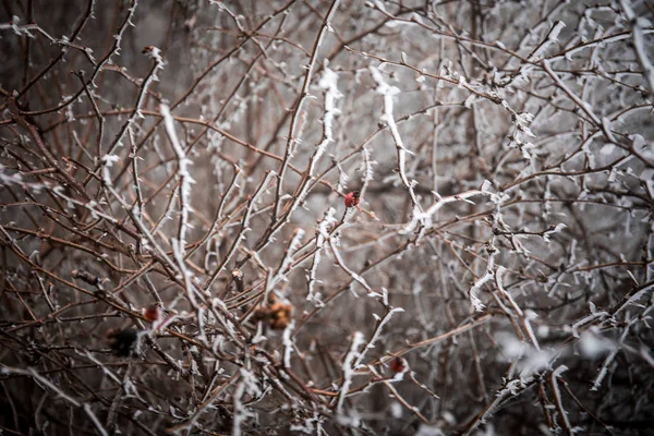 Větve Zimě Zakryta Led Studená Bílá Frost První Mrazíky Chladné — Stock fotografie