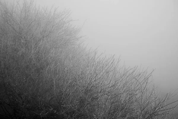 Landschap Met Prachtige Mist Forest Heuvel Trail Door Een Mysterieuze — Stockfoto