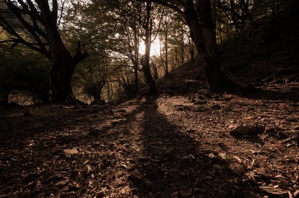 Jesień Las Świetle Słońca Tle Pięknej Przyrody Piękny Las Krajobraz — Zdjęcie stockowe