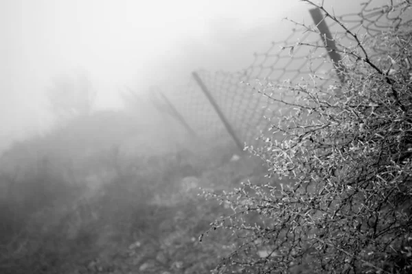 Branch Bedekt Met Ijs Koud Wit Vorst Winter Eerste Vorst — Stockfoto