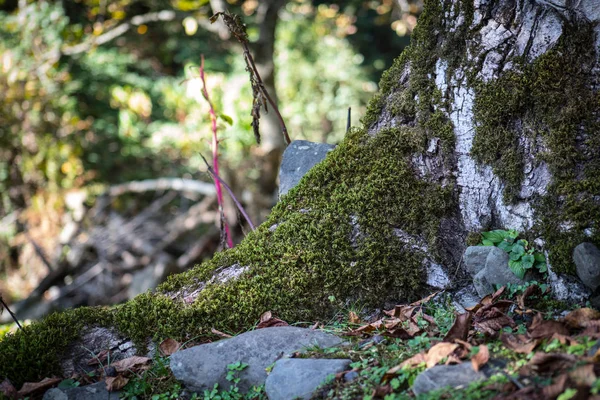 Cracked Bark Old Tree Overgrown Green Moss Autumn Forest Selective — Stock Photo, Image