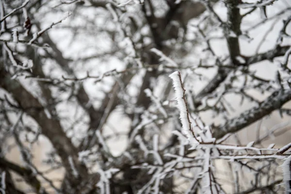树枝在冬天被冰凉的白霜覆盖着 第一次霜冻 寒冷的天气 冷冻水 霜冻和霜冻 宏观拍摄 模糊的背景 — 图库照片