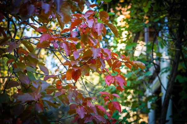 Herbstszene Wunderschöner Herbstlicher Park Blätter Waldweg Herbst Selektiver Fokus — Stockfoto