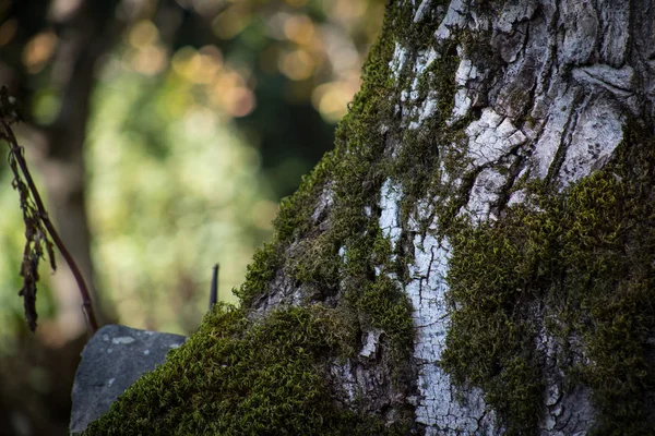 Casca Rachada Árvore Velha Coberto Com Musgo Verde Floresta Outono — Fotografia de Stock