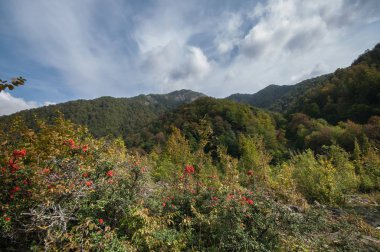 Kırmızı olgun yabanmersini, hilberry, ormandaki kızılcık bitki. Güzel sonbahar orman manzara. Seçici odak