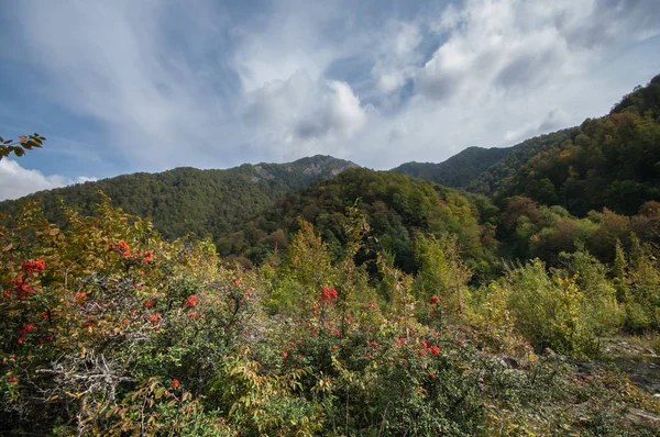 Kırmızı olgun yabanmersini, hilberry, ormandaki kızılcık bitki. Güzel sonbahar orman manzara. Seçici odak