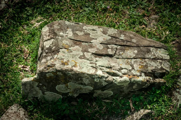 Musgo Líquen Crescem Uma Pedra Macro Fundo Pedra Lichen Moss — Fotografia de Stock
