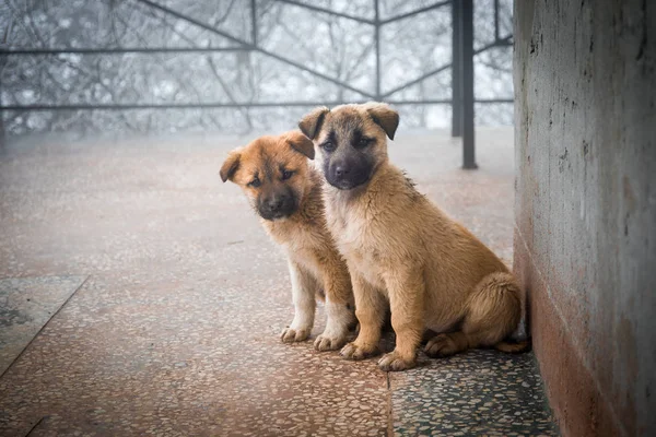 Дві Змішані Породи Цуценят Сидять Очах Два Маленьких Жовтих Собаки — стокове фото