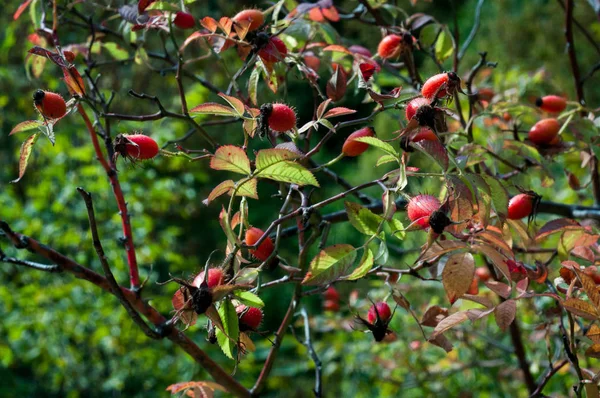 Zbliżenie Jagody Pies Rose Owoców Dzika Róża Rosa Canina Dzikie — Zdjęcie stockowe