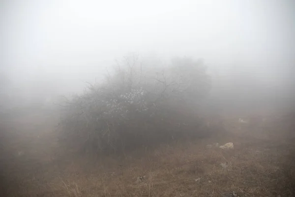 Krajina Krásnou Mlha Lese Kopci Nebo Stezka Lesem Tajemný Zimní — Stock fotografie