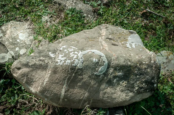 Moos Und Flechten Wachsen Auf Einem Stein Makro Hintergrund Aus — Stockfoto