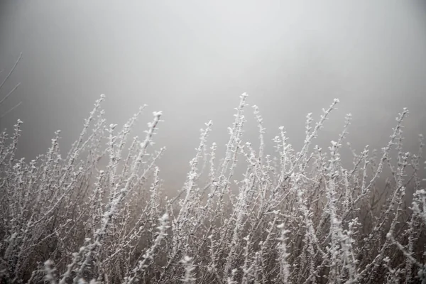 Gren Täckt Kall Vit Frost Vintern Första Frosten Kallt Väder — Stockfoto