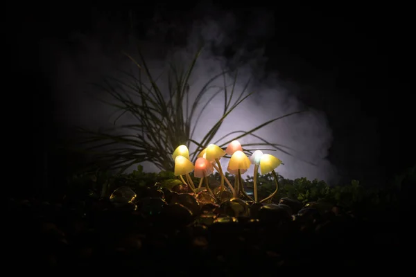 Fantasía Brillando Setas Misterioso Bosque Oscuro Cerca Hermoso Macroplano Hongo — Foto de Stock