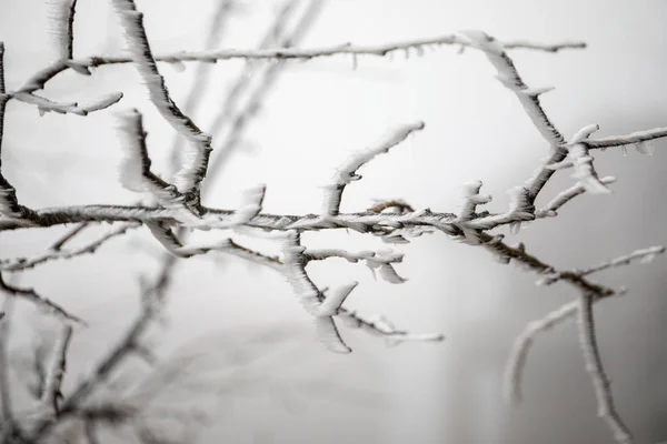 树枝在冬天被冰凉的白霜覆盖着 第一次霜冻 寒冷的天气 冷冻水 霜冻和霜冻 宏观拍摄 模糊的背景 — 图库照片
