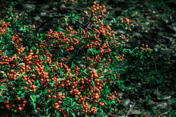 Czerwony Dojrzałe Borówkowo Hilberry Żurawinowy Roślin Lesie Piękny Jesienny Las — Zdjęcie stockowe