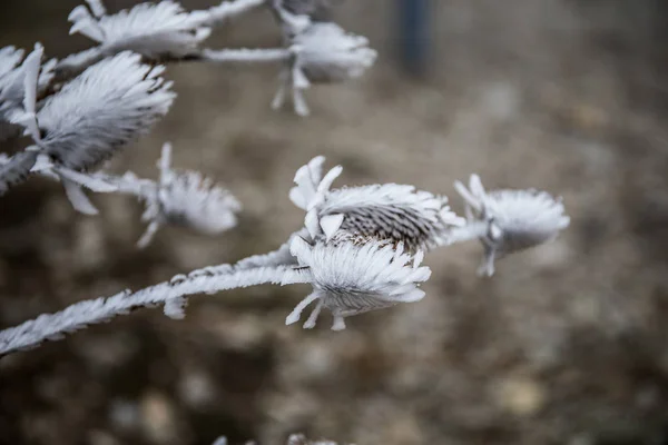 Branche Couverte Givre Blanc Froid Hiver Premières Gelées Temps Froid — Photo