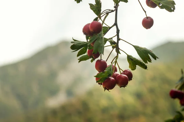 Czerwony Dojrzałe Borówkowo Hilberry Żurawinowy Roślin Lesie Piękny Jesienny Las — Zdjęcie stockowe