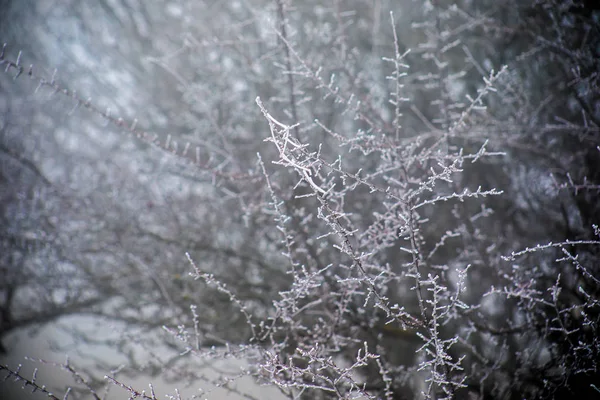 Gren Täckt Kall Vit Frost Vintern Första Frosten Kallt Väder — Stockfoto