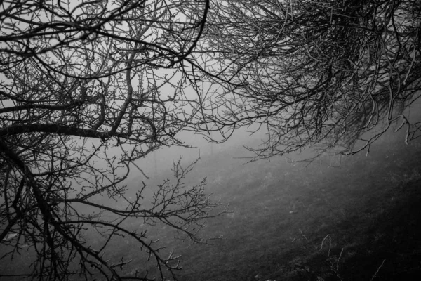 Zweig Der Winter Mit Eiskaltem Weißem Frost Bedeckt Ist Erste — Stockfoto