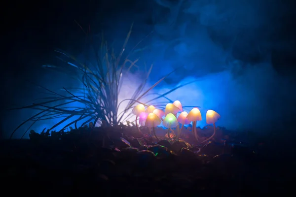 Fantasía Brillando Setas Misterioso Bosque Oscuro Cerca Hermoso Macroplano Hongo —  Fotos de Stock