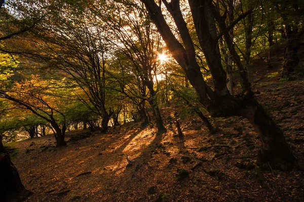 Podzimní Les Západu Slunce Světlo Krásná Příroda Pozadí Krásná Lesní — Stock fotografie