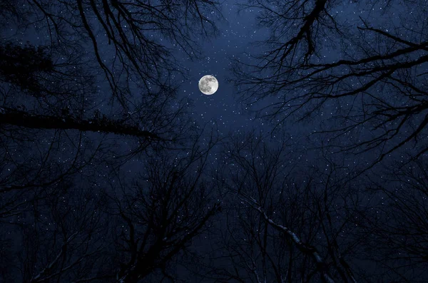 満月の夜に森の中の山道 大きな月と夜の田舎道の美しい夜の風景 — ストック写真