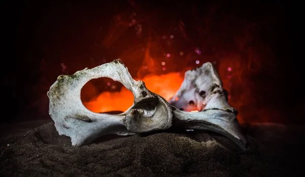 Тваринна Кістка Темну Ніч Хеллоуїна Туманом Світлом Фоні Вибірковий Фокус — стокове фото