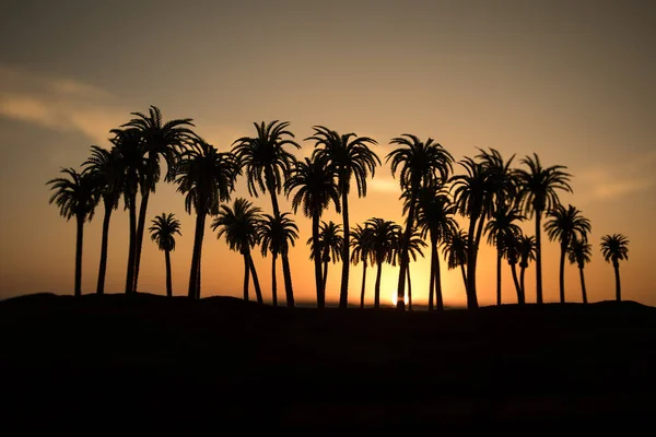 Palmeiras tropicais coqueiros no céu por do sol natureza fundo. Palmeiras de coco silhueta na praia ao pôr do sol — Fotografia de Stock