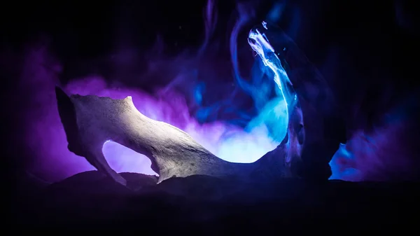 暗いハロウィーンの夜の動物の骨は、背景に霧と光を持つ / テキストのための選択的な焦点とスペース. — ストック写真