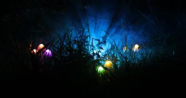 geceleri ormanda aydınlatıcı mantar yakın çekim görüntüleri