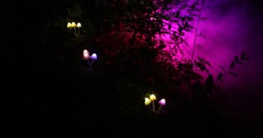 geceleri ormanda aydınlatıcı mantar yakın çekim görüntüleri