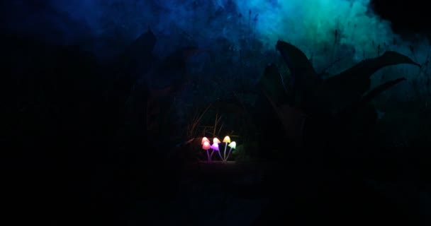 Nahaufnahmen Von Leuchtenden Pilzen Wald Bei Nacht — Stockvideo
