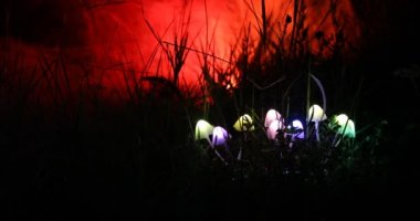 geceleri ormanda aydınlatıcı mantar yakın çekim görüntüleri